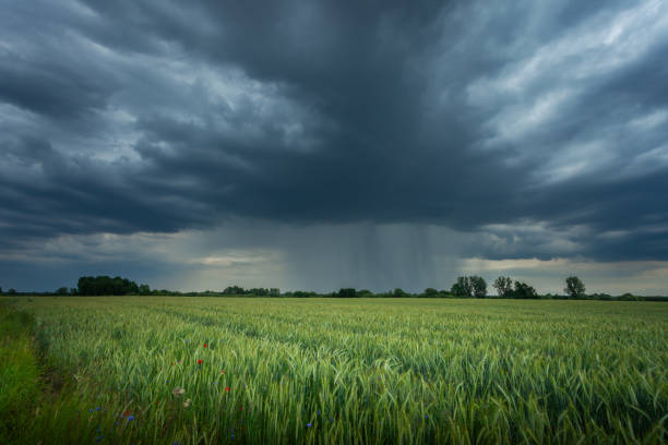 nuvola di pioggia scura su un campo verde - storm wheat storm cloud rain foto e immagini stock