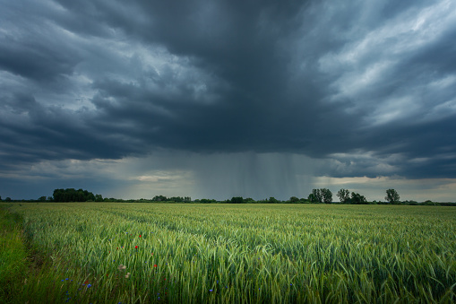 Dark rain cloud over a green field, Nowiny, Poland