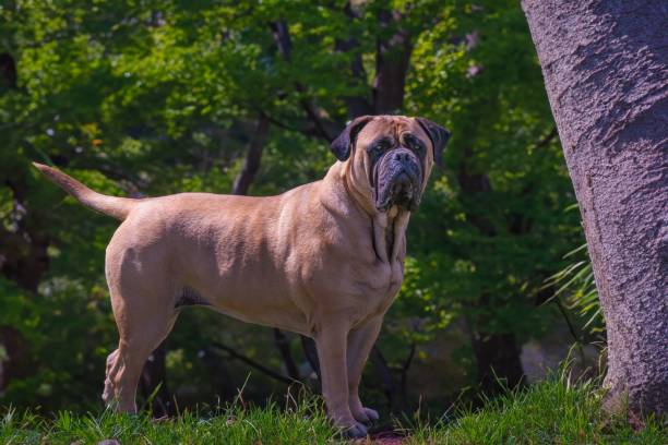 istock Brown bullmastiff standing in grassland 1499720045