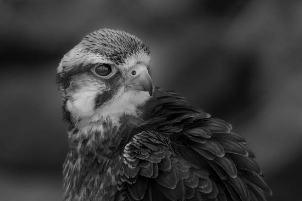 istock Peregrine falcon on blurred background 1499720048