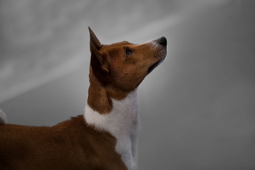 An American rat terrier looking up