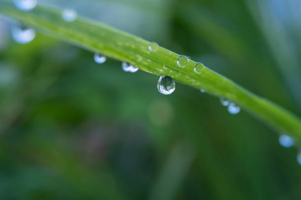 istock Dew drops on blades of grass 1499722319