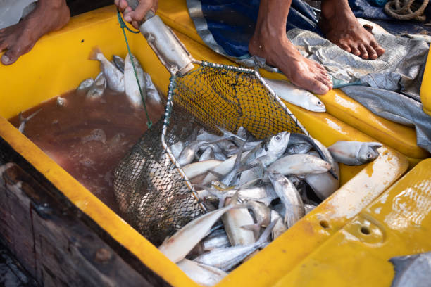 istock The middle part of the fisherman sorting fish 1499722807