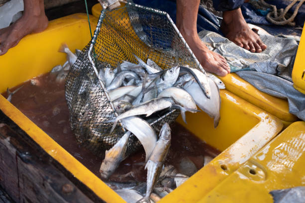 istock The middle part of the fisherman sorting fish 1499723182