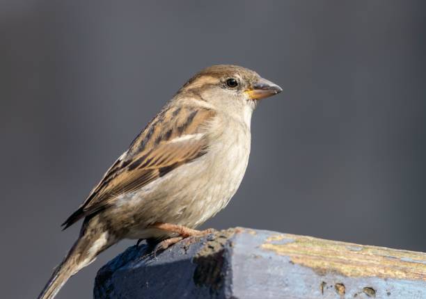 istock House sparrow perched on a fence 1499723270