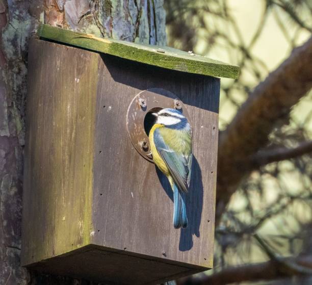 istock Blue tit perched on a wooden birdhouse 1499723272
