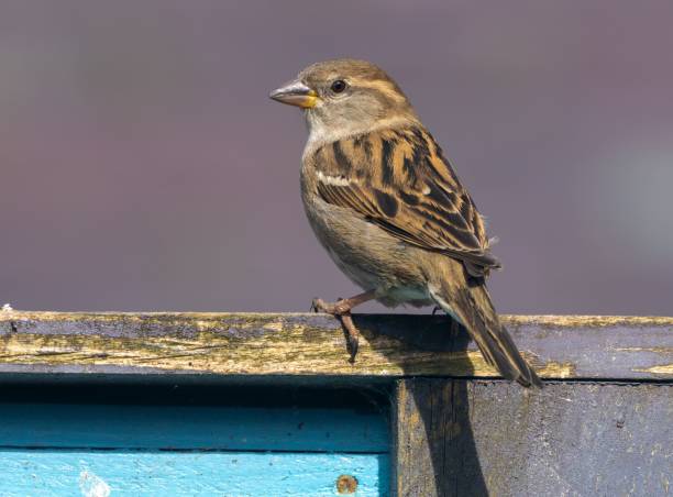 istock House sparrow perched on a fence 1499723273