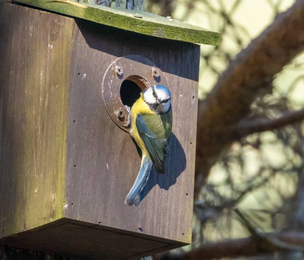 istock Blue tit perched on a wooden birdhouse 1499723274