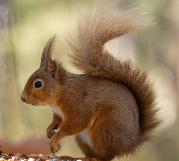 istock Scottish red squirrel in its natural habitat 1499723277