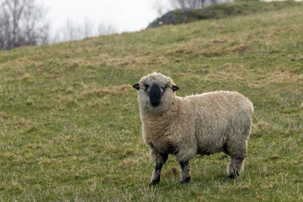 istock Shropshire sheep in the field 1499723569
