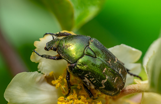 The may-bug sits on a dandelion.