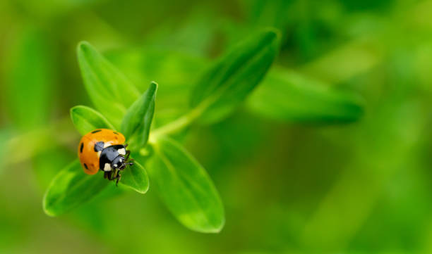 istock ladybug on green leaf in the garden 1499725991