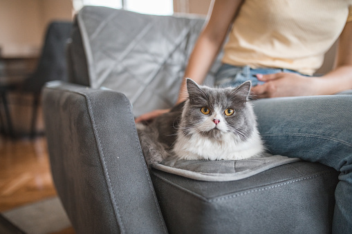 An unrecognizable young girl is playing with her beautiful gray cat at home