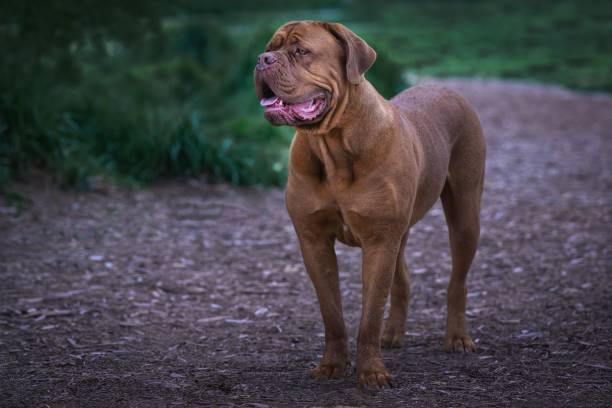 Bull mastiff having a grooming session - bath