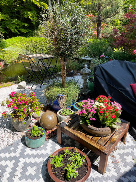 Stock photo showing close-up view of ornamental Japanese-style garden with outdoor lounge area in Summer. Featuring a large expanse of white, interconnecting, white plastic decking tiles with outdoor patterned rug, providing a family space for outdoor hardwood, cushion covered seating. imagen en primer plano del área de descanso al aire libre en verano, cubierta de muebles impermeable que protege los asientos de madera noble con cojines, tablero de mesa de madera con centro de mesa de plantas con flores, bonsáis, arces japoneses, estan