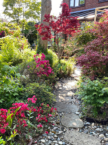 Stock photo showing a large, modern, detached red-brick house that is part of a small housing estate. The house is pictured from the rear, showing its attractive back garden, stepping stones pathway, conservatory and collection of Japanese maple trees.