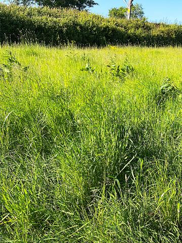 Stock photo showing overgrown garden lawn with long grass with seed heads growing with uncultivated plants.