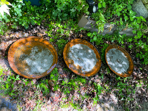 Stock photo showing close-up, elevated view of green leaf mind-your-own-business (Soleirolia soleirolii) ground cover plant growing in garden surrounding rusty metal bird bath dishes.