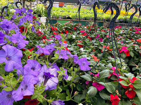 Stock photo showing a garden centre display of dark green plastic hanging baskets with summer flowers for sale.