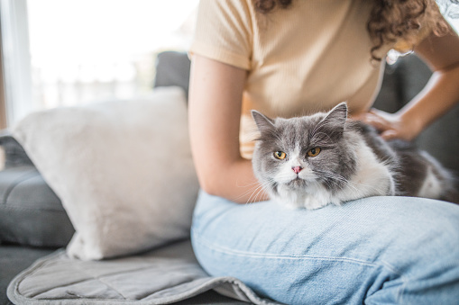 An unrecognizable young girl is playing with her beautiful gray cat at home