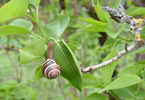 Nautilus Shell.