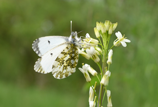 Female of the butterfly orange tip (Anthocharis cardamines) on the flower of Arabette glabre