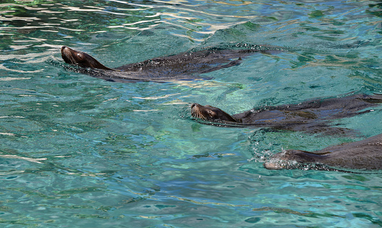 California sea lions swimming on the water surface