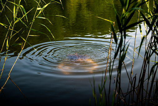 Summer in Brandenburg, Germany