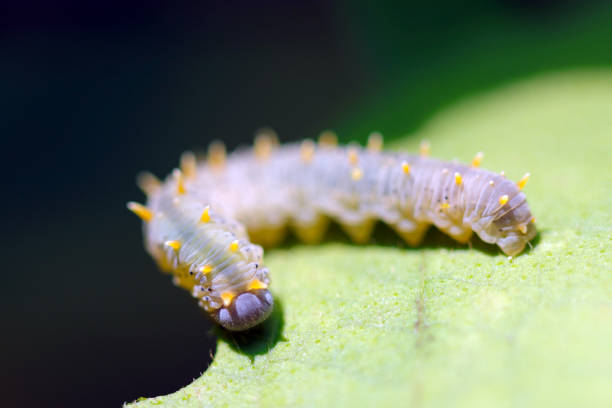 istock Siobla ferox (Ookoshiakahabachi) larva with a translucent body and yellow protrusions (Sunny outdoor close up macro photograph) 1499730704