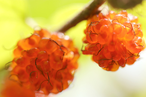 Sweet and delicioust Hime Kozo (Paper mulberry, Broussonetia kazinoki) fruit (Sunny outdoor close up macro photograph)