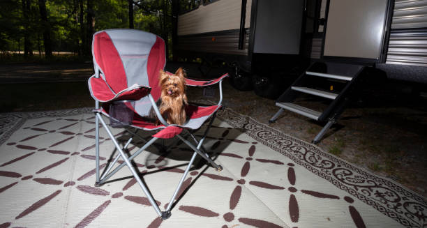 istock Dog at a campsite licking its lips 1499731184