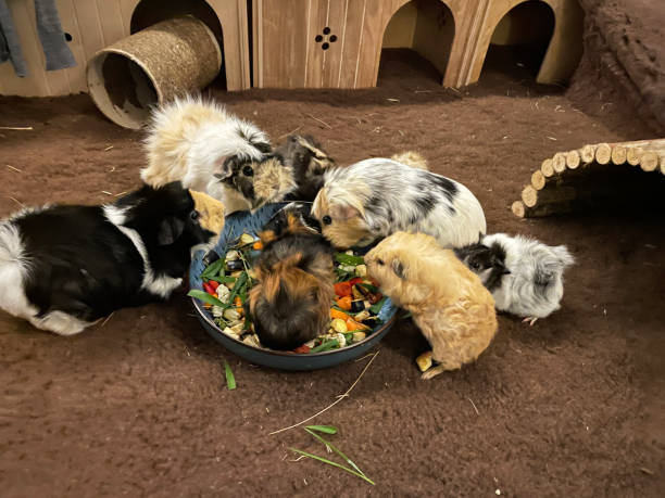 Stock photo showing close-up view of an indoor enclosure containing several breeds of long and short haired cavies feeding on fresh fruit and vegetables from a bowl. Breeds of guinea pigs include Abyssian, Dalmatian cross, Swiss and Teddy crosses and a Sheba Mini Yak. imagen de un grupo de conejillos de indias hembras, de pelo corto y largo comiendo verduras frescas y frutas cortadas en cubitos de tazón, recinto interior con ropa de cama veterinaria, cajas nido de casas de madera, enfoque en primer plano