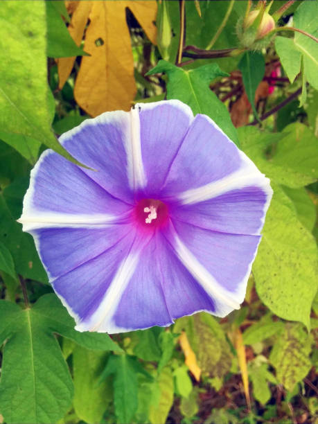 istock bloomed morning glory blue colored flowers with white lines 1499731926