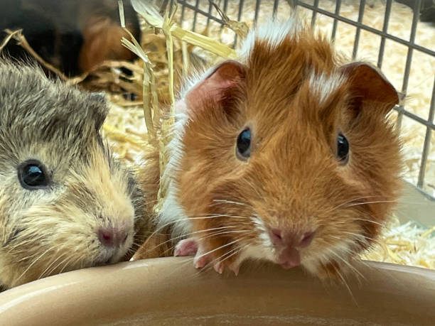 Full frame image of guinea pigs (Cavia porcellus) leaning over edge of water bowl to drink, cage with mixed cavies, short and long haired multi-coloured baby cavies, indoor enclosure strewn with wood shavings and straw, focus on foreground stock photo