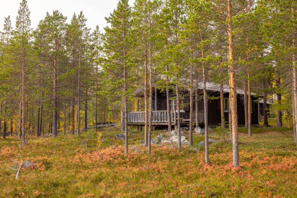 log cabin in a beautiful pine tree forest in autumn - cottage autumn wood woods imagens e fotografias de stock
