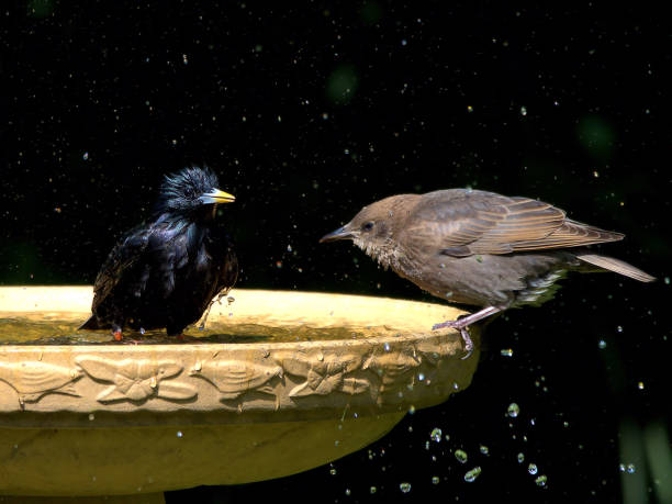 istock A pair of starlings in a birdbath. 1499732831