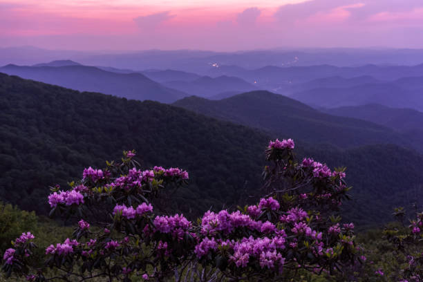 istock Rhododendron blooms along the Blue Ridge Parkway 1499734506