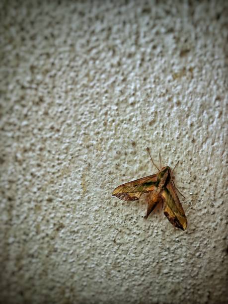 This photo was taken at Shah Alam, Selangor.