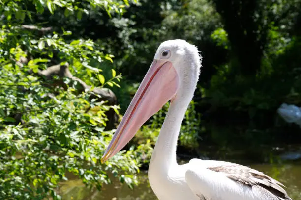 Photo of Close-up of a pelican's head in the wild in nature