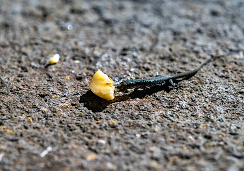 Tiny lizard species native to Madeira. Eating fruit