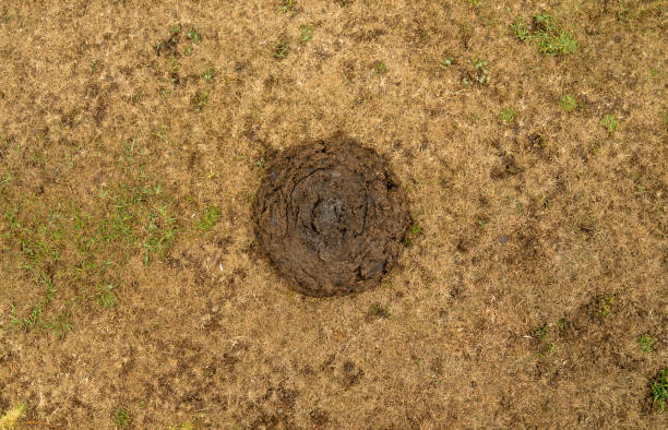 Cow manure on the grass Cow droppings left on the ground. Natural fertilizer. cow dung stock pictures, royalty-free photos & images