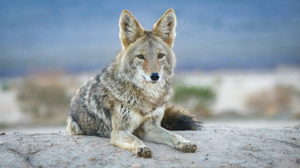 istock Coyote in Deah Valley 1499736297