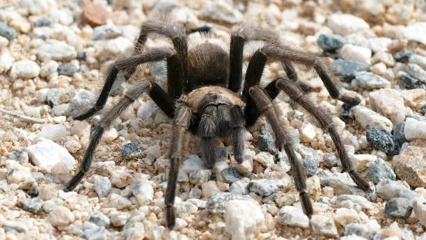 istock Tarantula on gravel 1499736311
