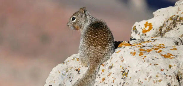 Photo of Squirrel resting on a rock