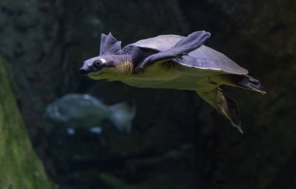istock Close up of a Pig Nosed Turtle 1499736655
