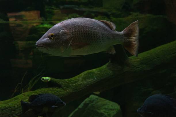 Close up of Mangrove Red Snapper