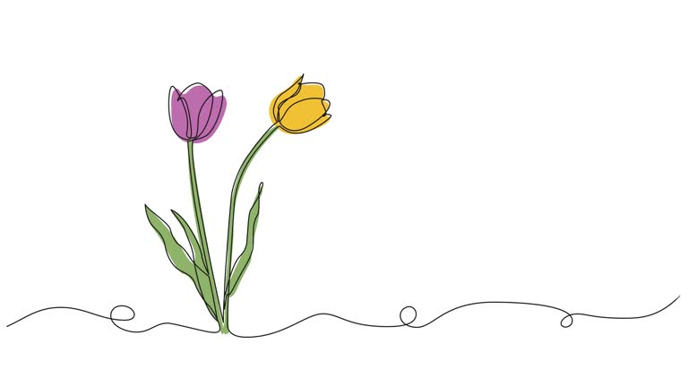 animated colored single line drawing of tulips