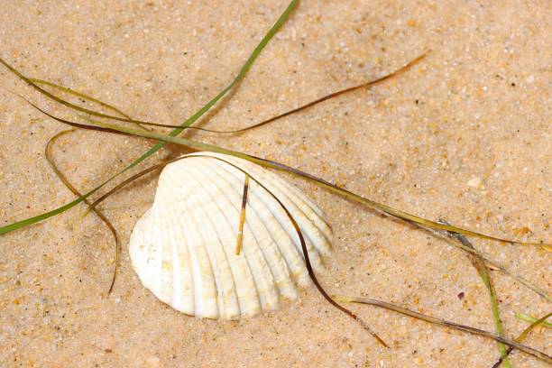 Closed Clam on Atlantic (Boston) Beach Close-Up