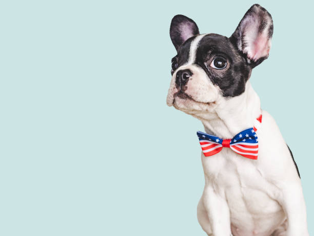istock Charming puppy and a bow-tie. Close-up, indoors 1499740567