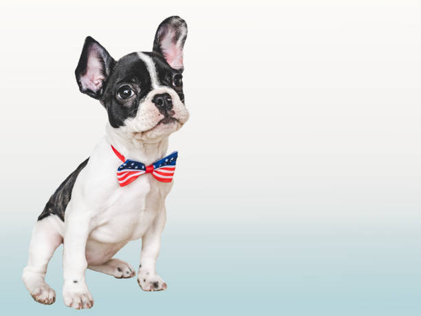 istock Charming puppy and a bow-tie. Close-up, indoors 1499740597